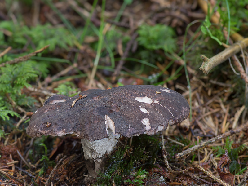 Boletopsis leucomelaena